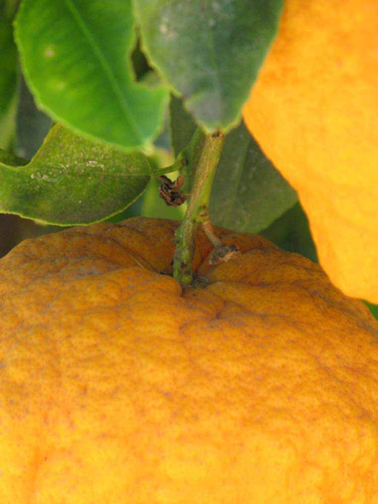            Fruit (Riverside, CA)   